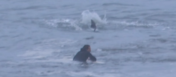 Un surfista nada cerca de un tiburón sin darse cuenta del peligro mortal - Sputnik Mundo