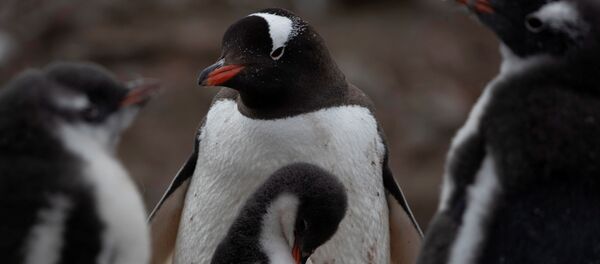 El fin de los pingüinos, ¿más cerca de lo que creemos? - Sputnik Mundo