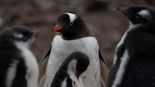 El fin de los pingüinos, ¿más cerca de lo que creemos? - Sputnik Mundo