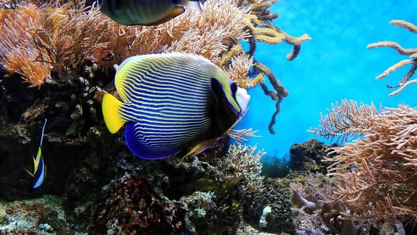 Un arrecife de coral (imagen referencial) - Sputnik Mundo