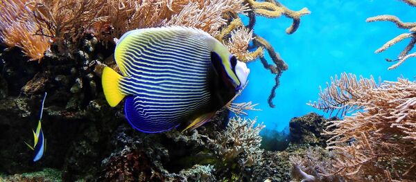 Un arrecife de coral (imagen referencial) - Sputnik Mundo