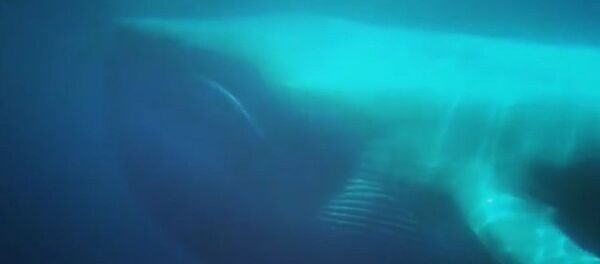 La belleza y la elegancia de la criatura más grande del planeta - Sputnik Mundo