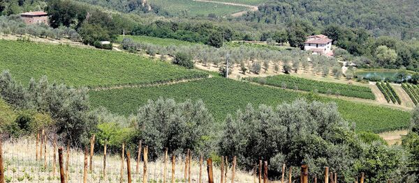 Campo (imagen referencial) - Sputnik Mundo