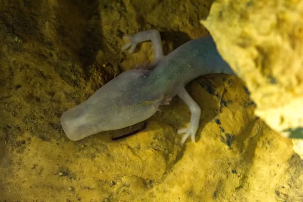 Despacito de por vida: los animales más lentos sobre la Tierra Despacito de por vida: los animales más lentos sobre la Tierra - Sputnik Mundo