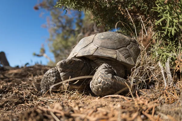 Despacito de por vida: los animales más lentos sobre la Tierra Despacito de por vida: los animales más lentos sobre la Tierra - Sputnik Mundo