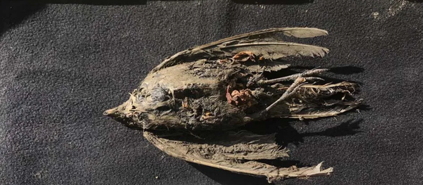 Restos de un pájaro encontrado en Siberia - Sputnik Mundo