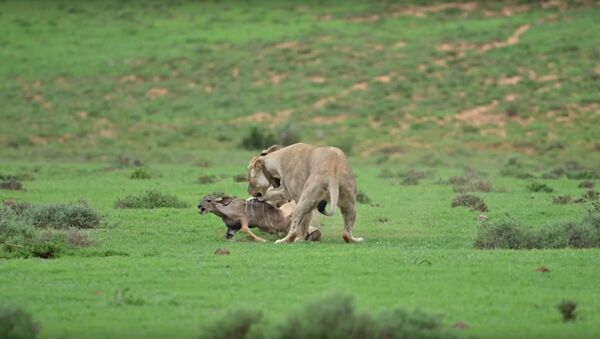 Unos leones juegan con su presa - Sputnik Mundo