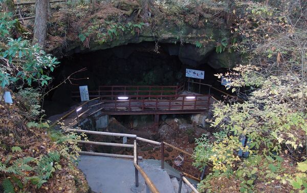 El bosque de Aokigahara en Japón El bosque de Aokigahara en Japón - Sputnik Mundo