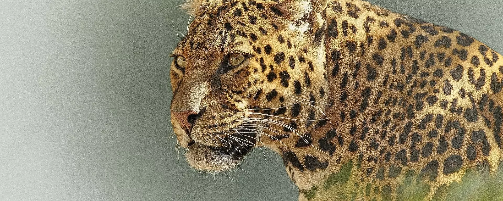 Un leopardo - Sputnik Mundo, 1920, 28.02.2021