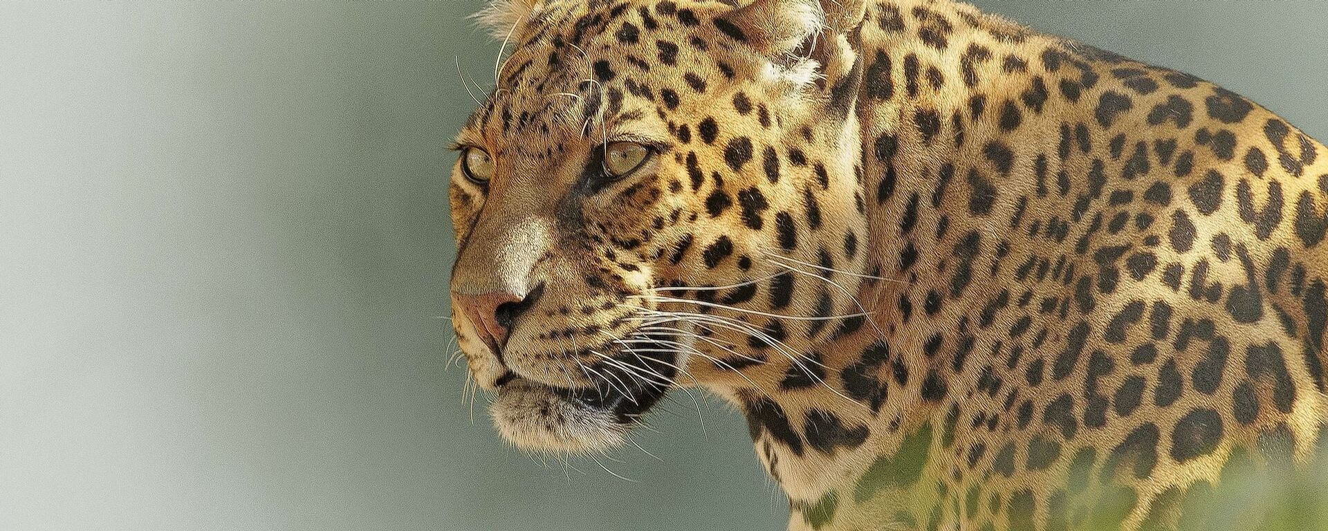 Un leopardo - Sputnik Mundo, 1920, 28.02.2021