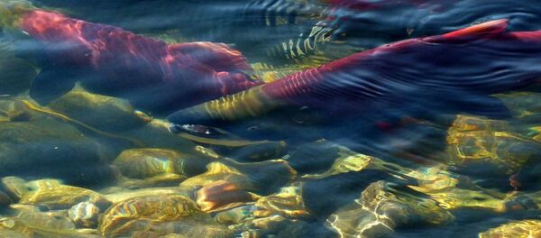 Salmones (imagen referencial) - Sputnik Mundo