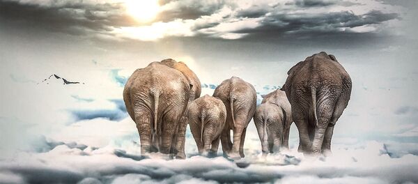Elefantes sobre nubes - Sputnik Mundo