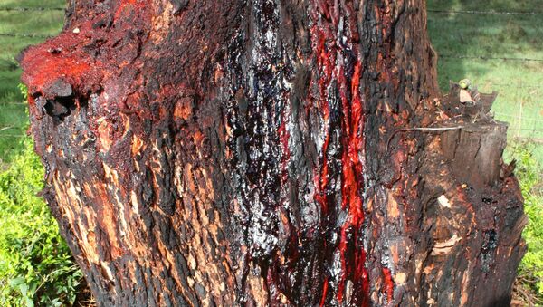 Goma vegetal (Archivo) - Sputnik Mundo