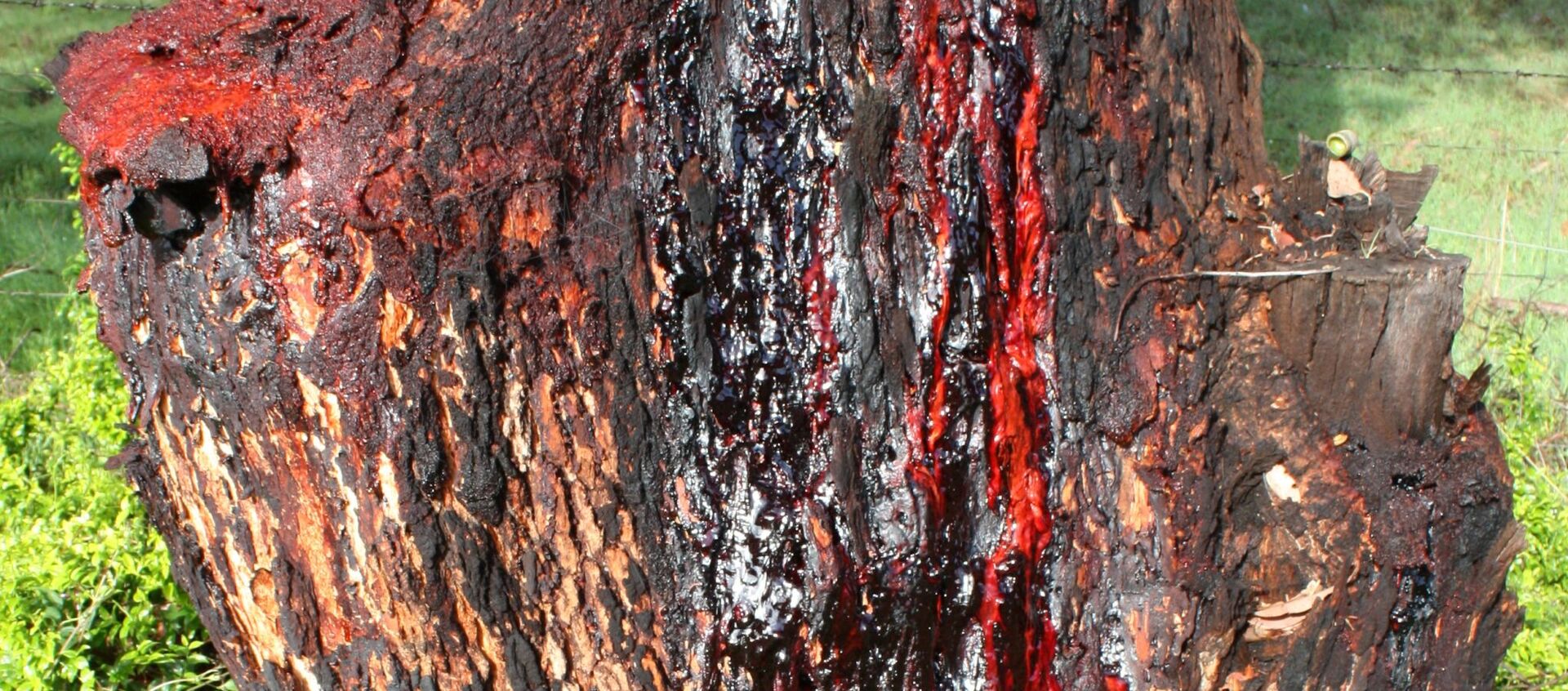 Goma vegetal (Archivo) - Sputnik Mundo, 1920, 26.02.2020