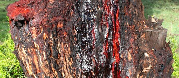 Goma vegetal (Archivo) - Sputnik Mundo