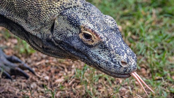 Un dragón de Komodo (archivo) - Sputnik Mundo