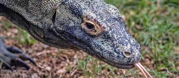 Un dragón de Komodo (archivo) - Sputnik Mundo