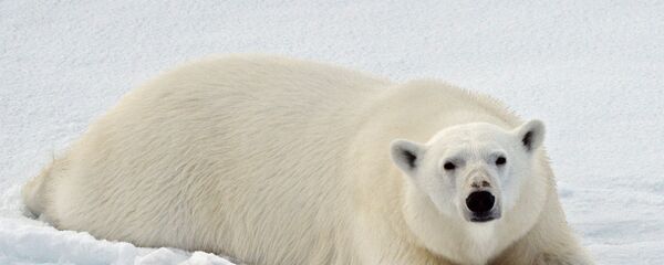 Un oso polar en el océano Ártico - Sputnik Mundo