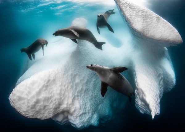 El concurso de fotografía submarina Underwater Photographer of the Year 2020, en imágenes
 - Sputnik Mundo