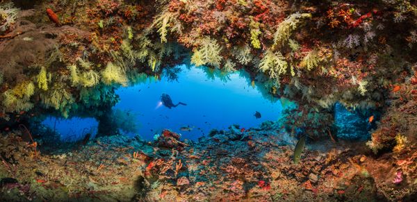 El concurso de fotografía submarina Underwater Photographer of the Year 2020, en imágenes
 - Sputnik Mundo