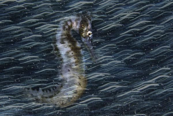 El concurso de fotografía submarina Underwater Photographer of the Year 2020, en imágenes
 - Sputnik Mundo
