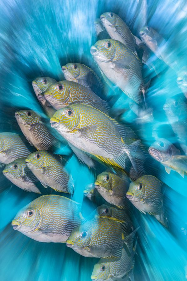 El concurso de fotografía submarina Underwater Photographer of the Year 2020, en imágenes
 - Sputnik Mundo