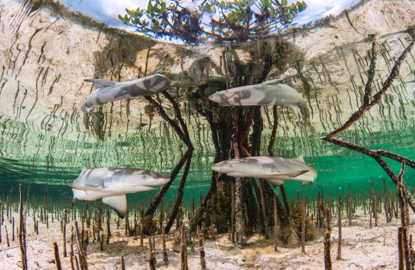 El concurso de fotografía submarina Underwater Photographer of the Year 2020, en imágenes
 - Sputnik Mundo