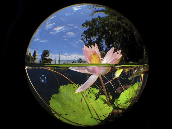 El concurso de fotografía submarina Underwater Photographer of the Year 2020, en imágenes
 - Sputnik Mundo