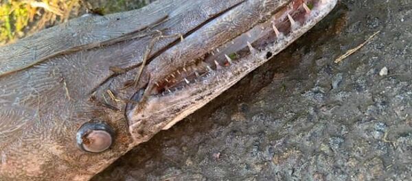 Misteriosa criatura hallada por un adolescente británico en Gales - Sputnik Mundo