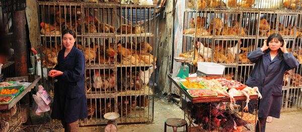 Un mercado de animales en Xining, China - Sputnik Mundo
