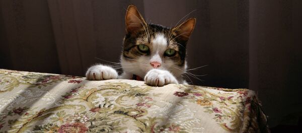 Un gato, imagen referencial - Sputnik Mundo