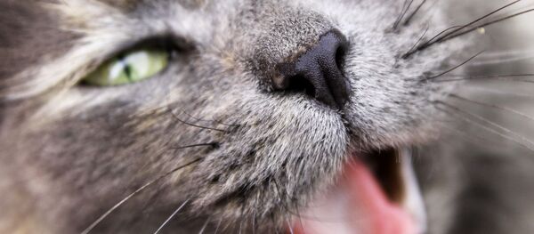 Un gato emocionado, referencial - Sputnik Mundo