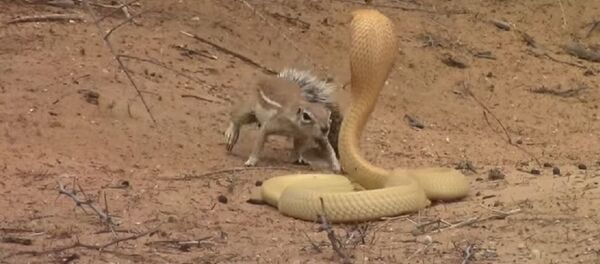 Una ardilla enfrenta a una cobra - Sputnik Mundo