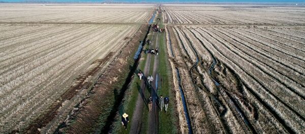 Los migrantes caminan a lo largo de los campos cerca de la línea fronteriza para llegar a Grecia - Sputnik Mundo