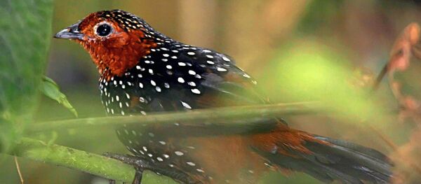 Tapaculo (Archivo) - Sputnik Mundo