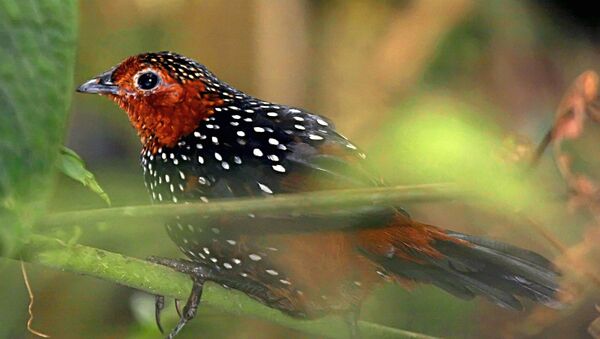 Tapaculo (Archivo) - Sputnik Mundo