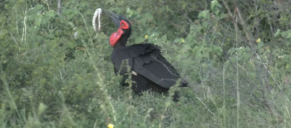 Un pájaro engulle a una serpiente altamente venenosa - Sputnik Mundo