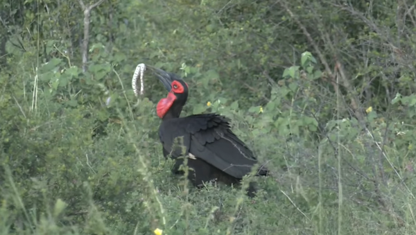 Un pájaro engulle a una serpiente altamente venenosa - Sputnik Mundo