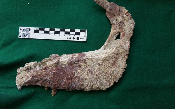 Restos de 'Tralkasaurus cuyi' hallados Restos de 'Tralkasaurus cuyi' hallados - Sputnik Mundo