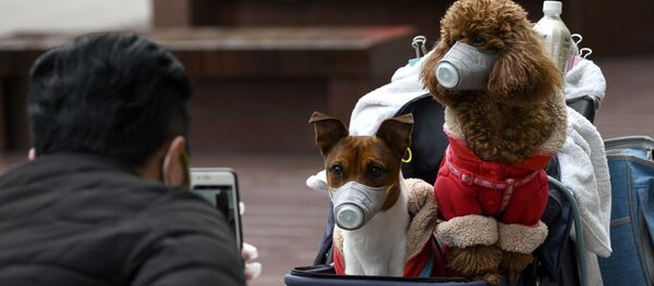 Dos perros en mascarillas en Shanghái durante el brote del coronavirus - Sputnik Mundo
