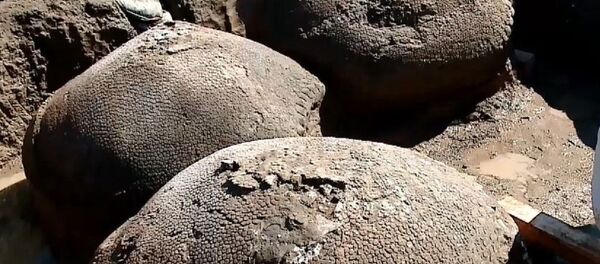 Del tamaño de un automóvil: así eran los ancestros de los armadillos Del tamaño de un automóvil: así eran los ancestros de los armadillos - Sputnik Mundo