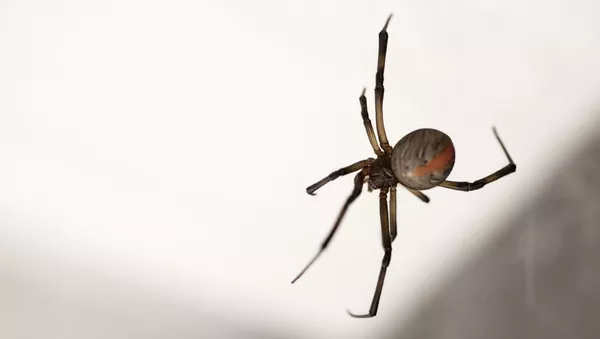 Una araña espalda roja (archivo) - Sputnik Mundo