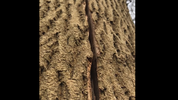 Insólito: este árbol respira ante la atónita mirada de unos taladores - Sputnik Mundo