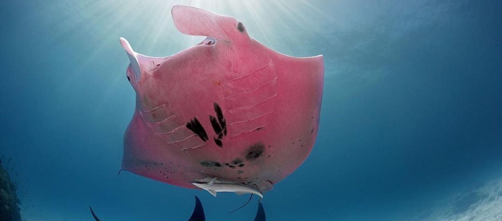 Inspector Clouseau, la singular mantarraya rosa de la Gran Barrera de Coral - Sputnik Mundo, 1920, 06.03.2020