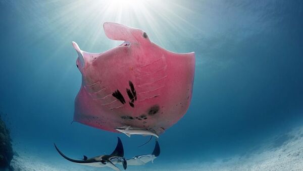 Inspector Clouseau, la singular mantarraya rosa de la Gran Barrera de Coral - Sputnik Mundo