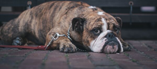 Un can  - Sputnik Mundo