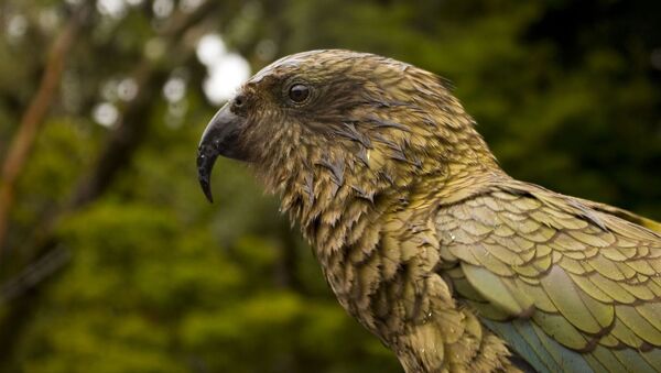 Un kea - Sputnik Mundo