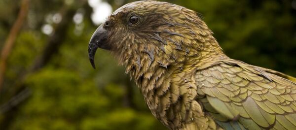 Un kea Un kea - Sputnik Mundo