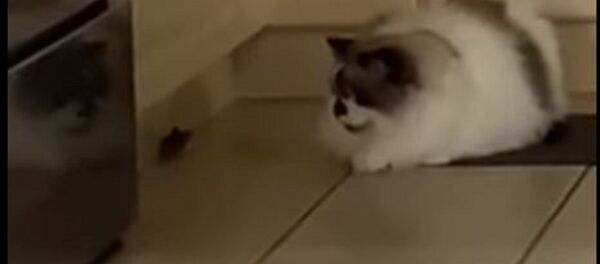 Un ratón y un gato - Sputnik Mundo