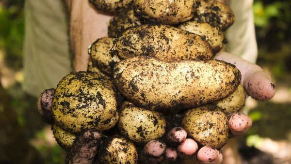 Papas frescas (imagen referencial) - Sputnik Mundo